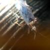 Heteroptera