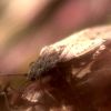 Heteroptera