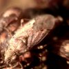 Heteroptera