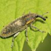 Lixus (Curculionidae, Coleoptera)