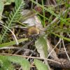 Spring mining bee / Весняна бджола-гірник