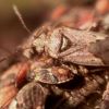 Heteroptera