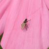 Diptera (Insecta)