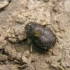 Onthophagus taurus (Scarabaeidae)