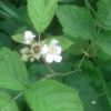 Ожина звичайна (Rubus caesius)