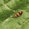 Anthocoridae (Hemiptera)