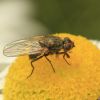 Anthomyiidae (Diptera)