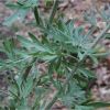 Полин гіркий. Полынь горькая. Artemisia absinthium