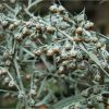 Полин гіркий. Полынь горькая. Artemisia absinthium