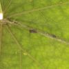 Мetcalfa pruinosa, Say  -  Цикадка белая цитрусовая