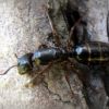 Мураха-деревоточець блискуча (Camponotus fallax)