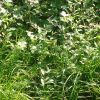 Persicaria hypanica (Klokov) Tzvelev