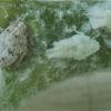 Популяции личинок цикадок Agalmatium flavescens и Мetcalfa pruinosa часто можно встретить рядом на катальпах, инжире и киви