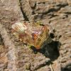 Pentatomidae (Heteroptera)