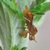 Phymata crassipes