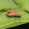 Coreus marginatus (Coreidae, Hemiptera)