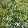 Artemisia absinthium - Полин гіркий