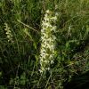 Platanthera chlorantha (Custer) Rchb. Любка зеленоквіткова