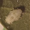 Мetcalfa pruinosa -  личинка старших возрастов цикадки белой цитрусовой