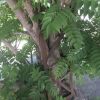 Ailanthus altissima