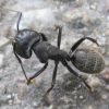 Мураха-деревоточець чорна (Camponotus vagus)