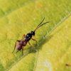 Ichneumonidae (Hymenoptera)