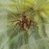 Oxyopes sp