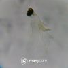 Distolomyces euxinus