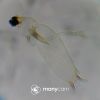 Distolomyces euxinus
