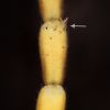 Distolomyces euxinus