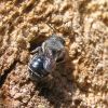 Osmia (Megachilidae)