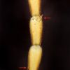 Distolomyces euxinus