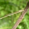 Sympecma fusca (Lestidae)