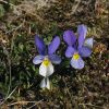 Viola tricolor subsp. curtisii (E.Forst.) Syme