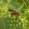 Braconidae (Hymenoptera)