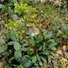 Молочай мигдалевидний. Молочай миндалевидный. Euphorbia amygdaloides