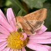Noctuidae (Lepidoptera)