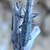 Lixus fasciculatus