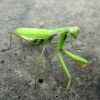 Богомол звичайний (Mantis religiosa)