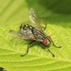 Sarcophagidae (Diptera)