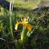 Iris pseudacorus Пі́вники боло́тні