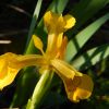 Iris pseudacorus Пі́вники боло́тні