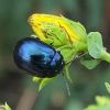 Chrysolina geminata