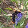 Megascolia maculata