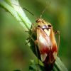 Сліпняк лучний (Lygus pratensis)