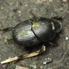 Onthophagus (Onthophagus) taurus