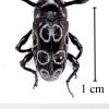 Sternuchopsis ( = Alcidodes) circulifer (Heller, 1924)