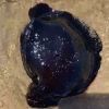 Aplysia vaccaria