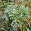 Artemisia absinthium  -  полин гіркий