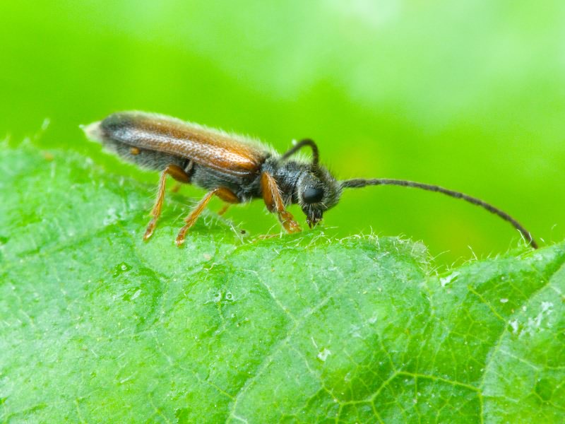 Tetrops (Tetrops) praeustus (Linnaeus, 1758)